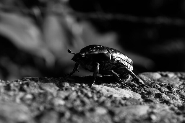 Photo close-up of butterfly on rock