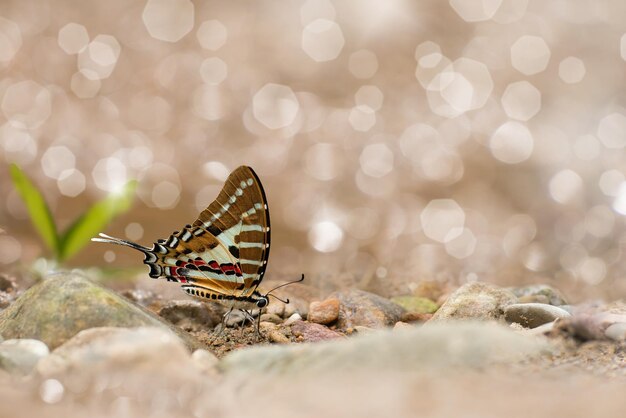 Photo close-up of butterfly on rock