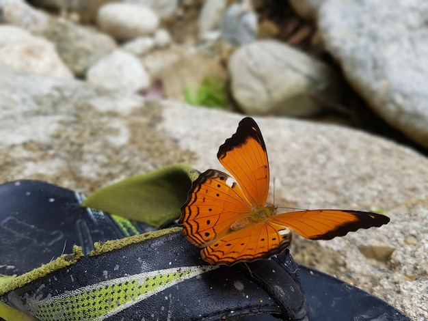 Foto prossimo piano di una farfalla sulla roccia