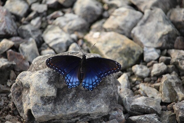 岩の上にある蝶のクローズアップ