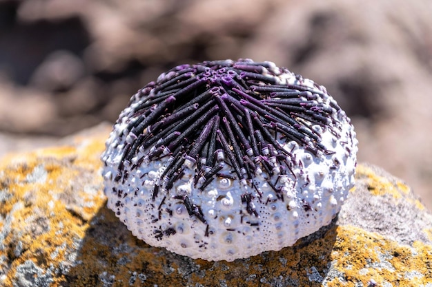 Photo close-up of butterfly on rock