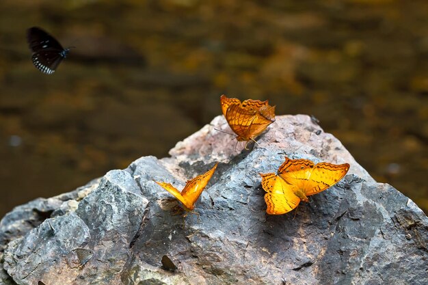 Close-up of butterfly on rock