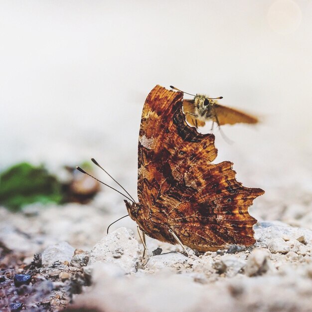 Photo close-up of butterfly on rock