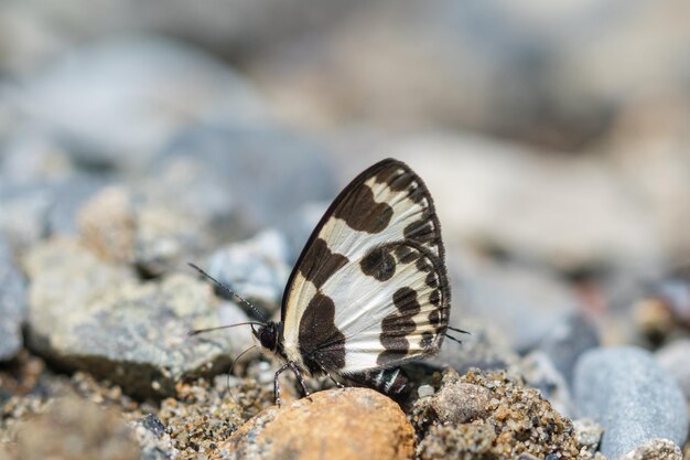 Close-up of butterfly on rock