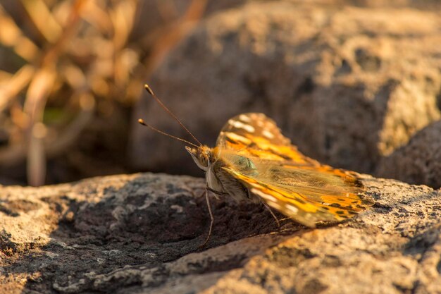 Foto prossimo piano di una farfalla sulla roccia