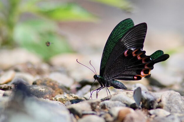 Close-up of butterfly on rock