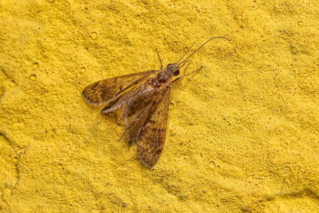 Close-up of butterfly on rock