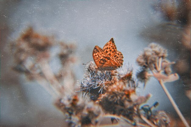 Photo close-up of butterfly on the sea