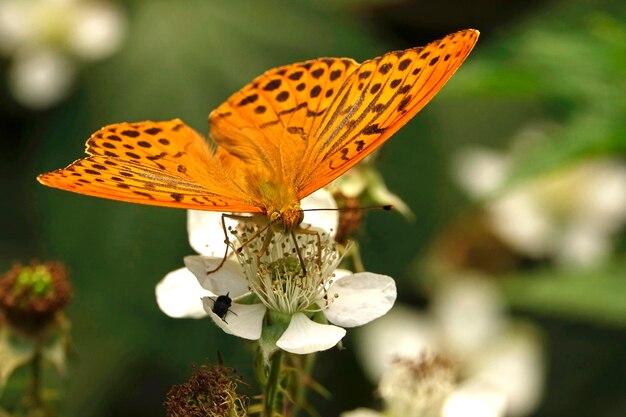 Photo close-up of butterfly sitting on blackberry blossom kaisermantel