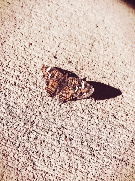 Close-up of butterfly on sunny day
