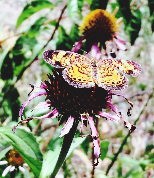 Close-up of butterfly on thistle