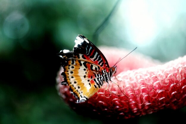 Foto prossimo piano di una farfalla su un giocattolo