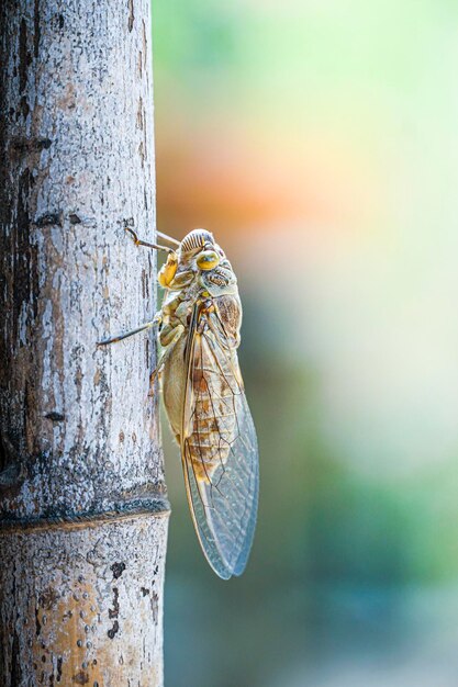 Close-up of butterfly on tree trunk