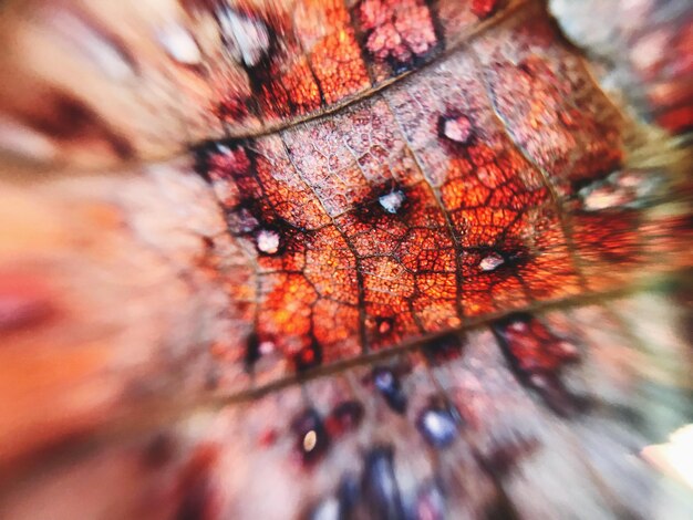 Photo close-up of butterfly on tree trunk