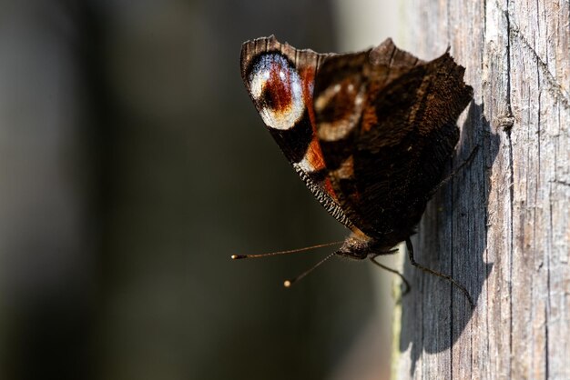 Photo close-up of butterfly on tree trunk