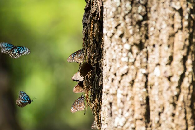 Close-up of butterfly on tree trunk