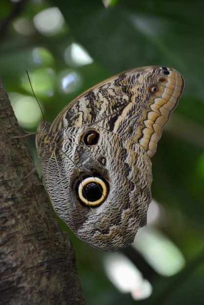 Close-up of butterfly on tree trunk