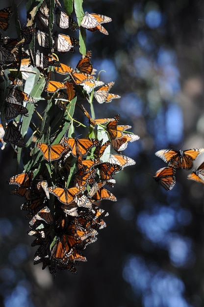 Foto prossimo piano di una farfalla sull'albero