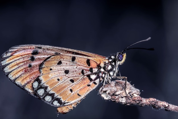 Close-up of butterfly on a twig.