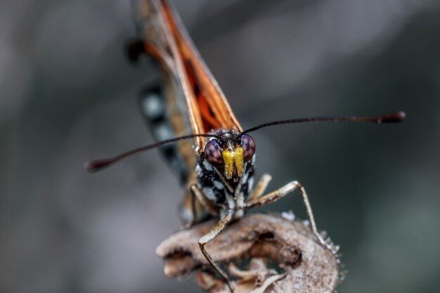 Close-up of butterfly on a twig.