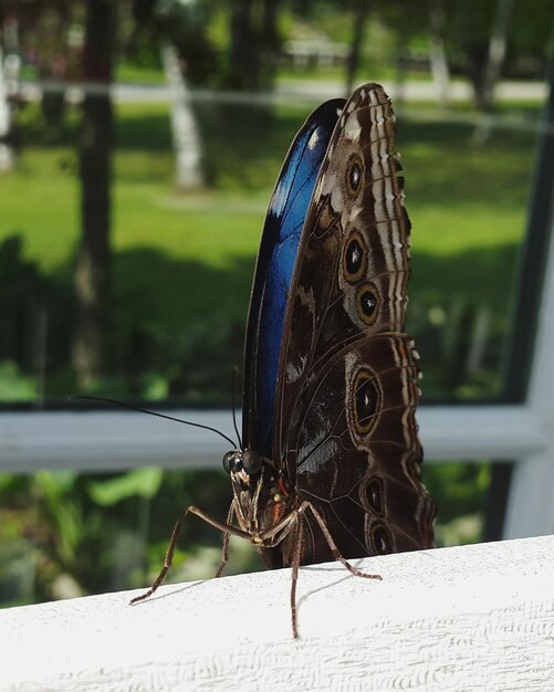 Photo close-up of butterfly on wall at park