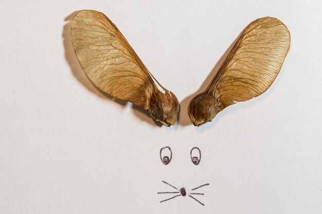 Close-up of butterfly on white background