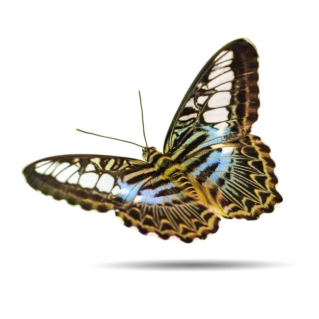 Photo close-up of butterfly over white background