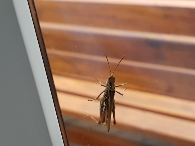 Close-up of butterfly on window