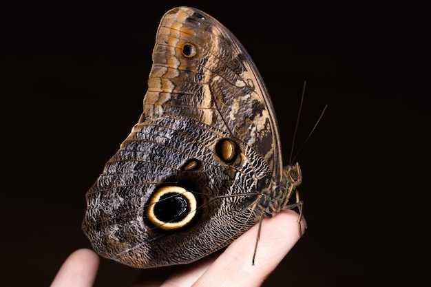 Close up butterfly on woman hand. Beauty of nature.