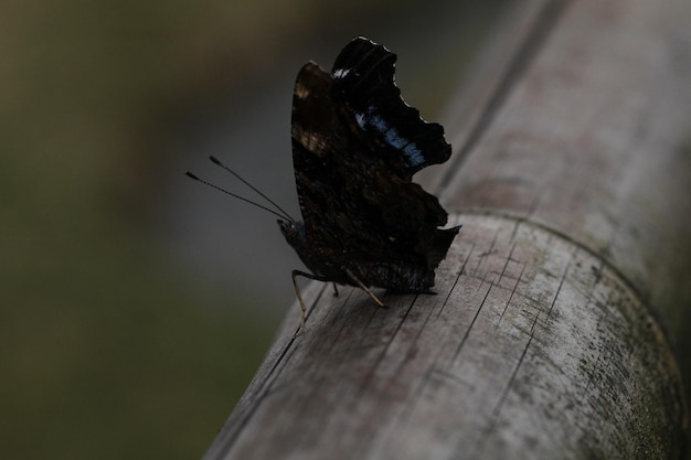 Foto prossimo piano di una farfalla sul legno