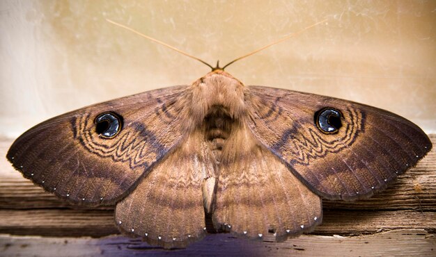 Photo close-up of butterfly on wood