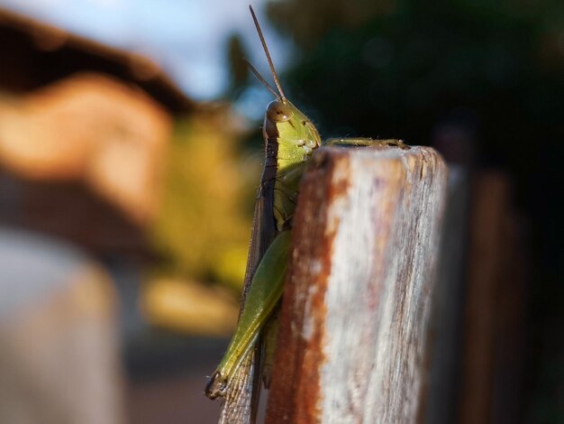 Foto prossimo piano di una farfalla sul legno