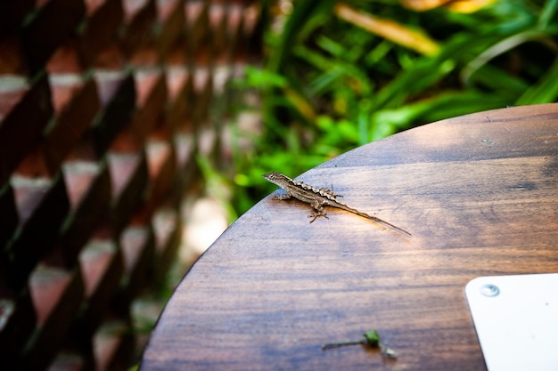 Photo close-up of butterfly on wood