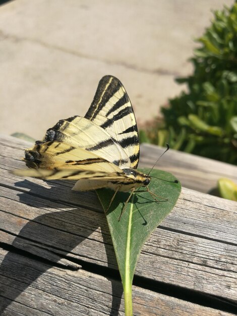 Close-up of butterfly on wooden railing