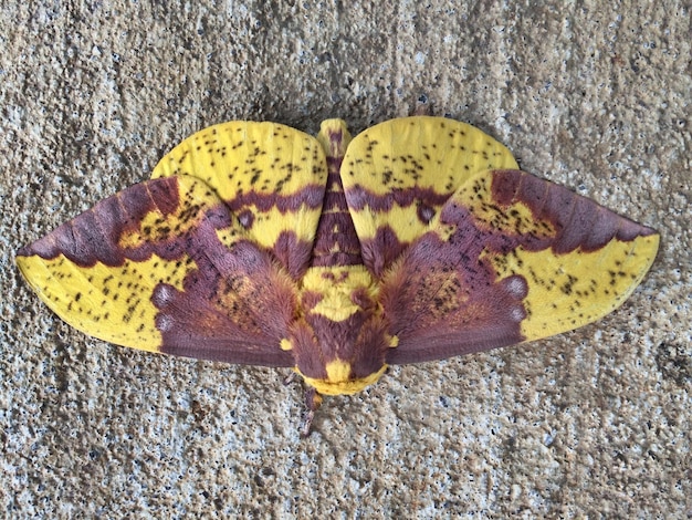 Foto prossimo piano di una farfalla su un fiore giallo