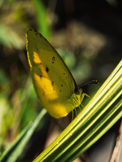 Photo close-up of butterfly on yellow flower