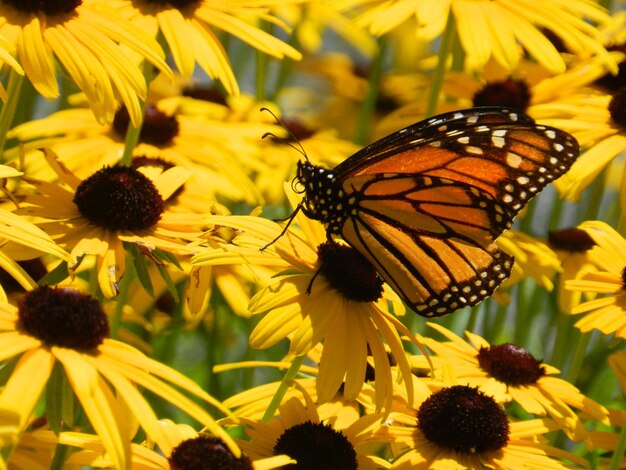 Close-up of butterfly on yellow flower