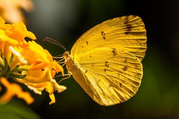 Photo close-up of butterfly on yellow flower