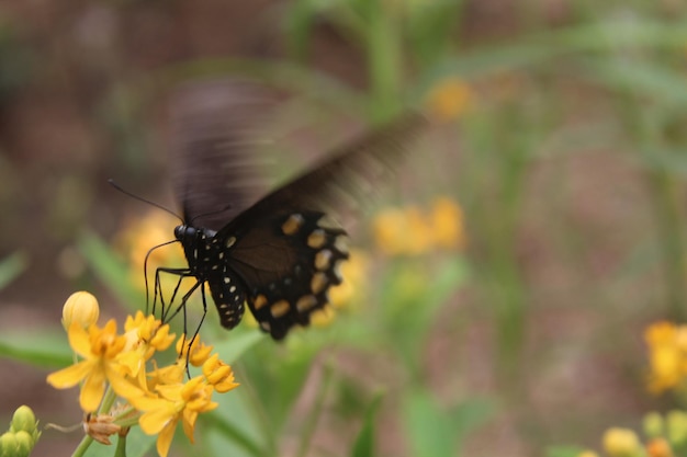 Photo close-up of butterfly on yellow flower