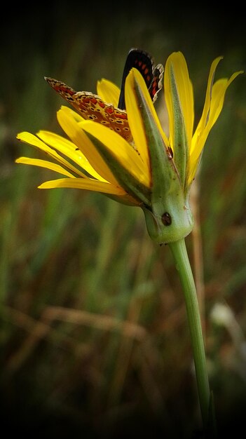 Foto prossimo piano di una farfalla su un fiore giallo