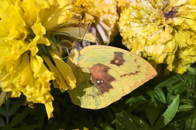 Close-up of butterfly on yellow flowers