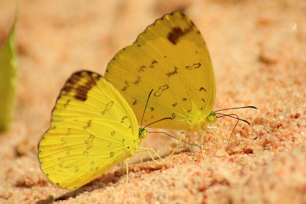 Foto prossimo piano di una farfalla su una foglia gialla