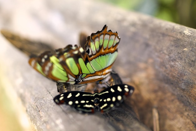 Close-up of butterfly