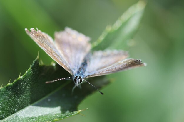 Close-up of butterfly