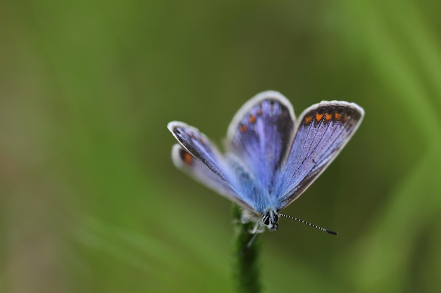 Foto prossimo piano di una farfalla