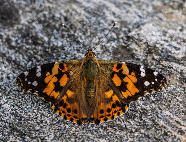 Close-up of butterfly