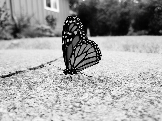 Foto prossimo piano di una farfalla