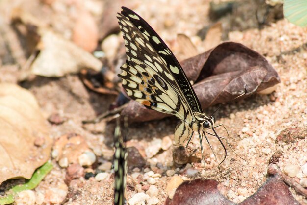 Foto prossimo piano di una farfalla