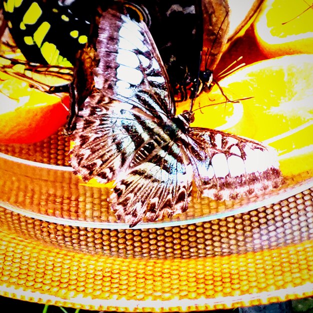 Close-up of butterfly