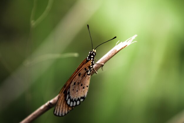 Close-up of butterfly